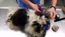 Dog covered in matted hair gets three-hour makeover from groomers