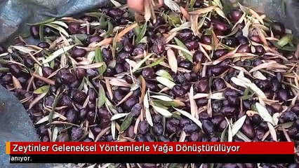 Zeytinler Geleneksel Yöntemlerle Yağa Dönüştürülüyor