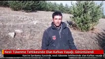 Nesli Tükenme Tehlikesinde Olan Kafkas Vaşağı, Görüntülendi