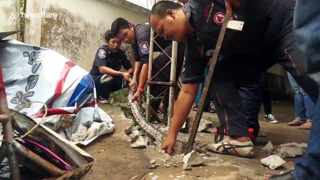 Python regurgitates massive monitor lizard