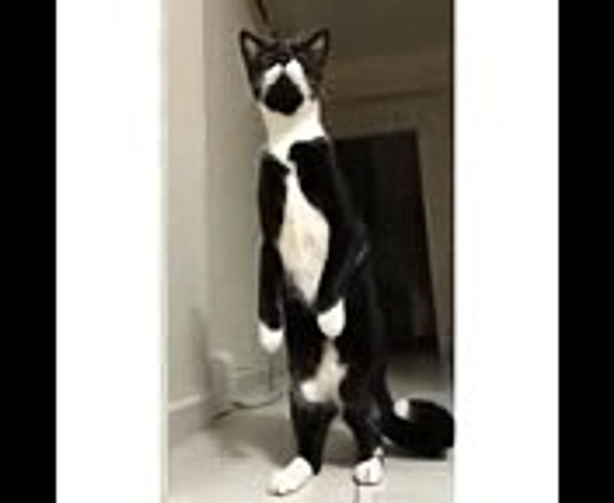 شكل البنات من يباوعن فلم رعب