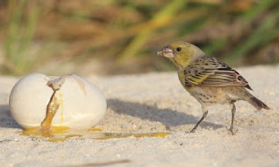 Kỳ lạ loài chim ăn trứng chim