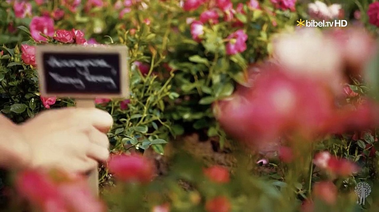 Gartenkult - der rosengarten