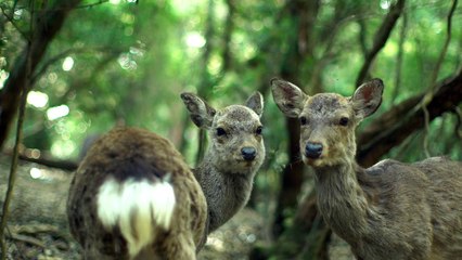 Enjoy Namaste ALOHA Vibes Nature Sound Relaxing