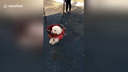 Cute dog enjoys ride on park swing