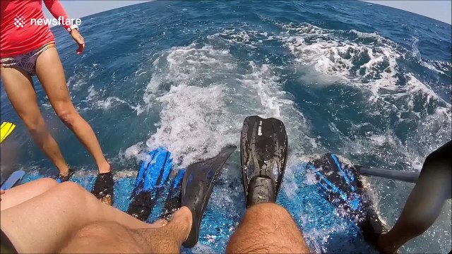 Tourists experience close encounter with whale shark