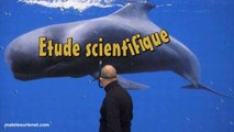 Etude scientifique (très sérieuse) sur les baleines