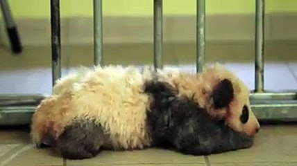 Voici les premiers pas d'un bébé panda... Adorable