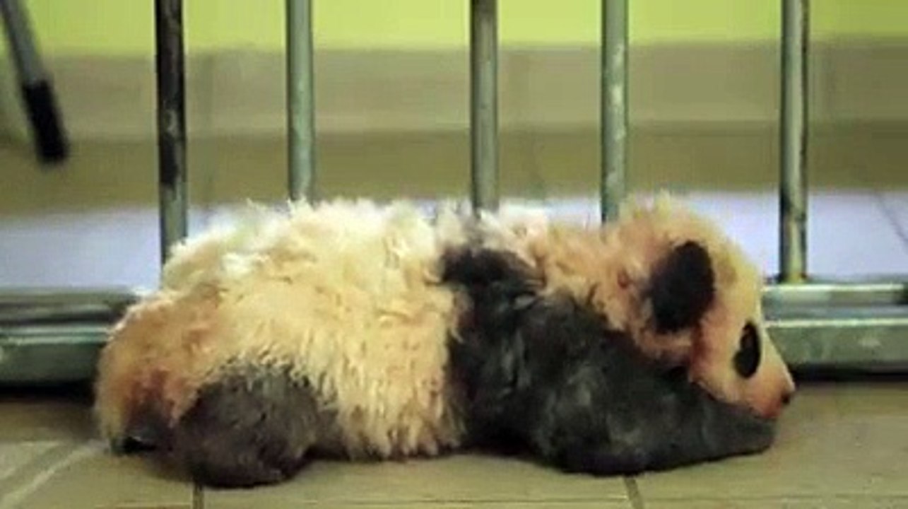 Voici les premiers pas d'un bébé panda... Adorable
