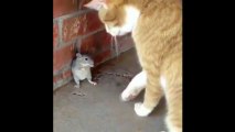 Farenin kedi ile kavgası (kediye kafa tutan fare)
