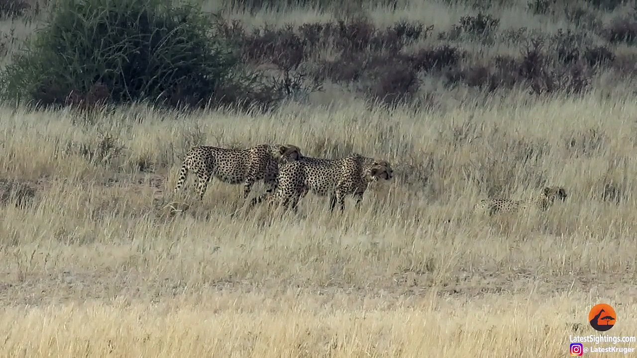 4 Male Cheetahs Against 1 Female - Latest Sightings Pty Ltd