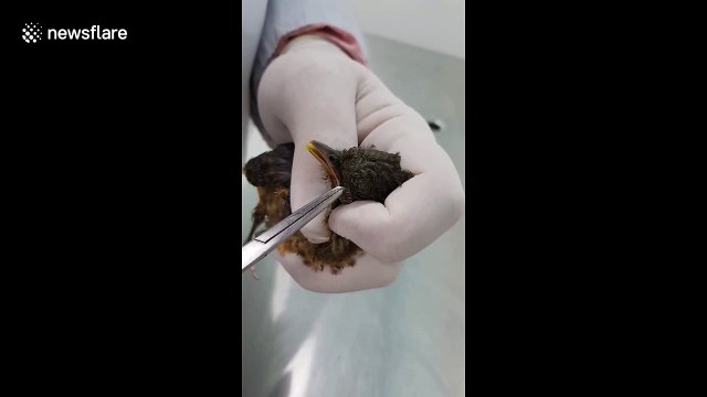 Rescued bird has maggots removed from its head