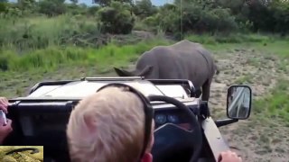 하마 vs 코뿔소 공격! 강가에서 서로 마주하다. 야생동물 신기한장면