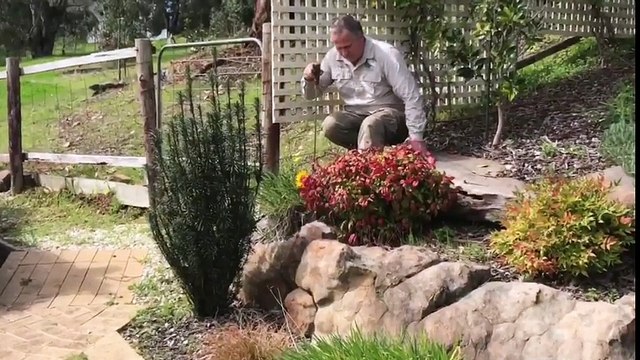 Adelaide Snake Catcher Executes Difficult Brown Snake Removal