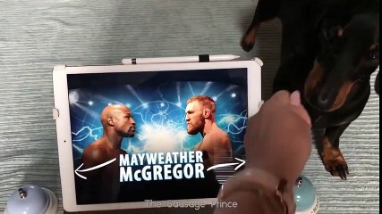 Adorable Dachshund Gives His Prediction on Mayweather vs. McGregor