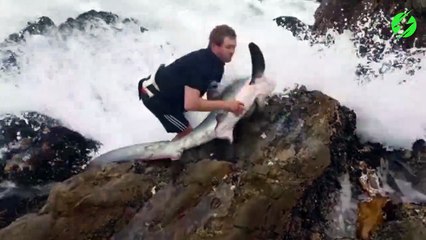 Cet homme courageux prend dénormes risques pour sauver un requin échoué dans les rochers...