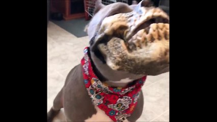 Un Pitbull portant un masque de tête de mort plutôt effrayant