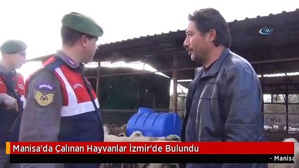 Manisa'da Çalınan Hayvanlar İzmir'de Bulundu