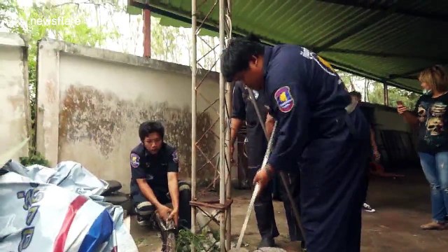 Python regurgitates massive monitor lizard