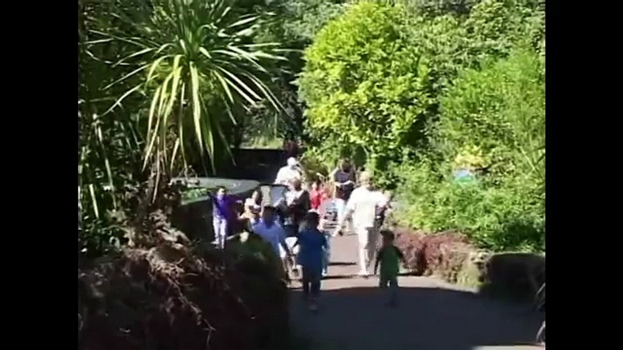 Animal Songs Playlist Were Going to the Zoo | Kindergarten & Preschool | Children Love to Sing