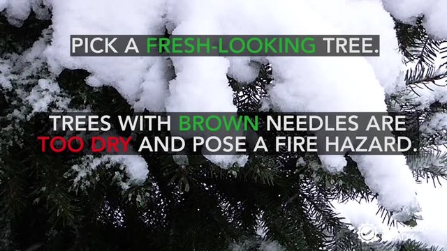 Tips to prevent your Christmas tree from catching fire