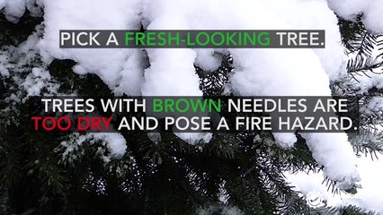 Tips to prevent your Christmas tree from catching fire