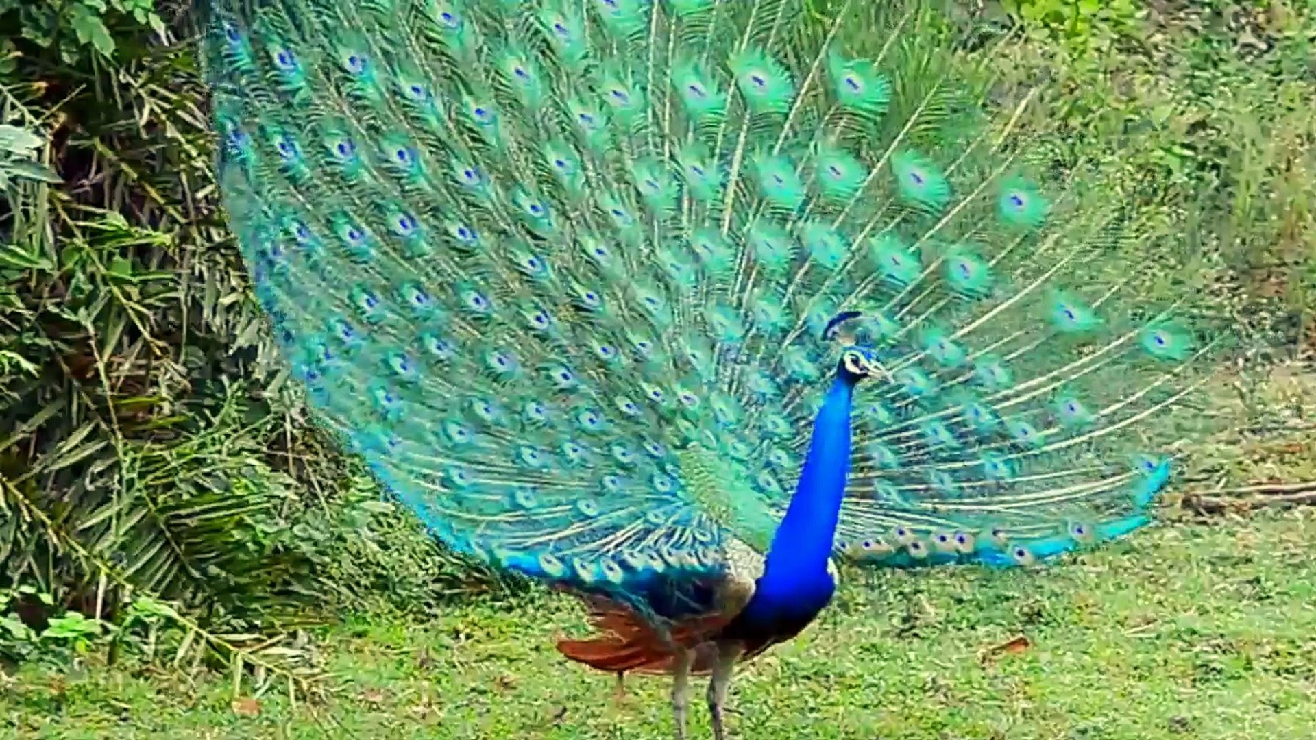 peacock pictures in rain