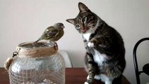 Un chat fait ami ami avec oiseau