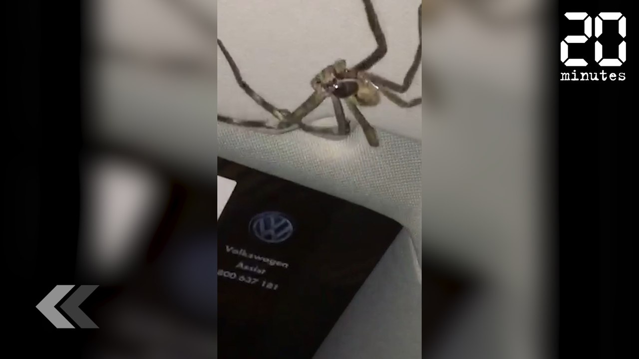 Une araignée ÉNORME s'invite dans une voiture - Le Rewind du mardi 21 novembre 2017