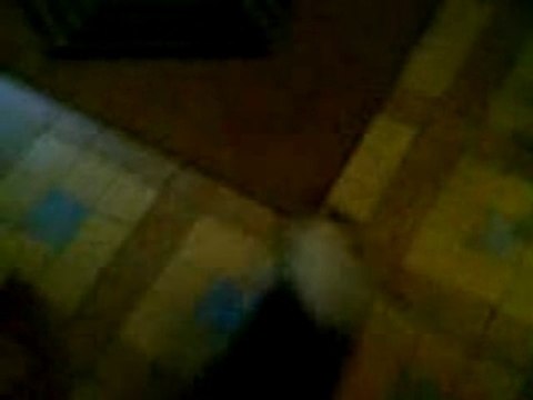 Pékinois d'attaque, chiens dangereux, n° 2