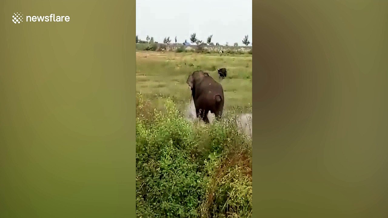 Rogue elephant tramples over cow