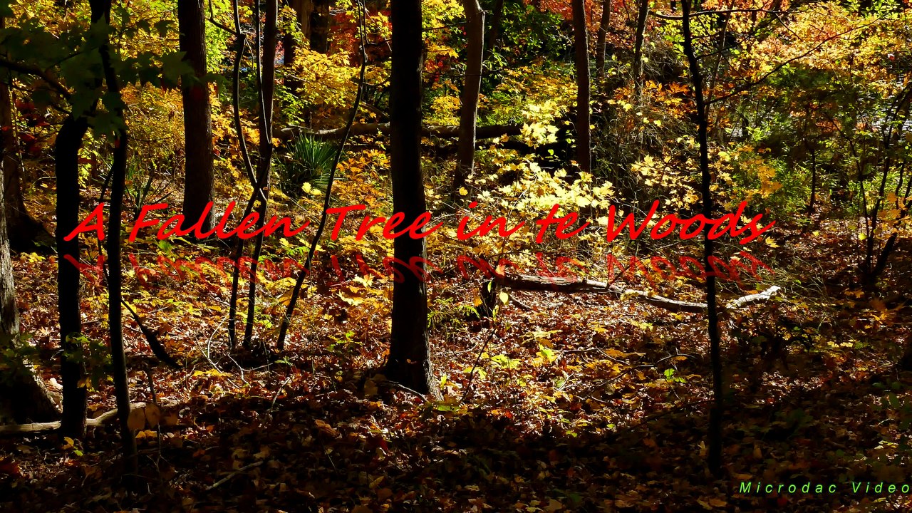 Why should we care about trees in somebody else's forest?