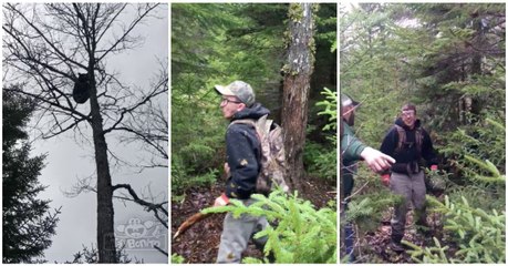 Urso vinga-se da melhor maneira de homem que o atormentava... BEM FEITO!