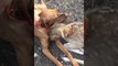 Dog and Orphaned Fawn Strike Up Unlikely Friendship