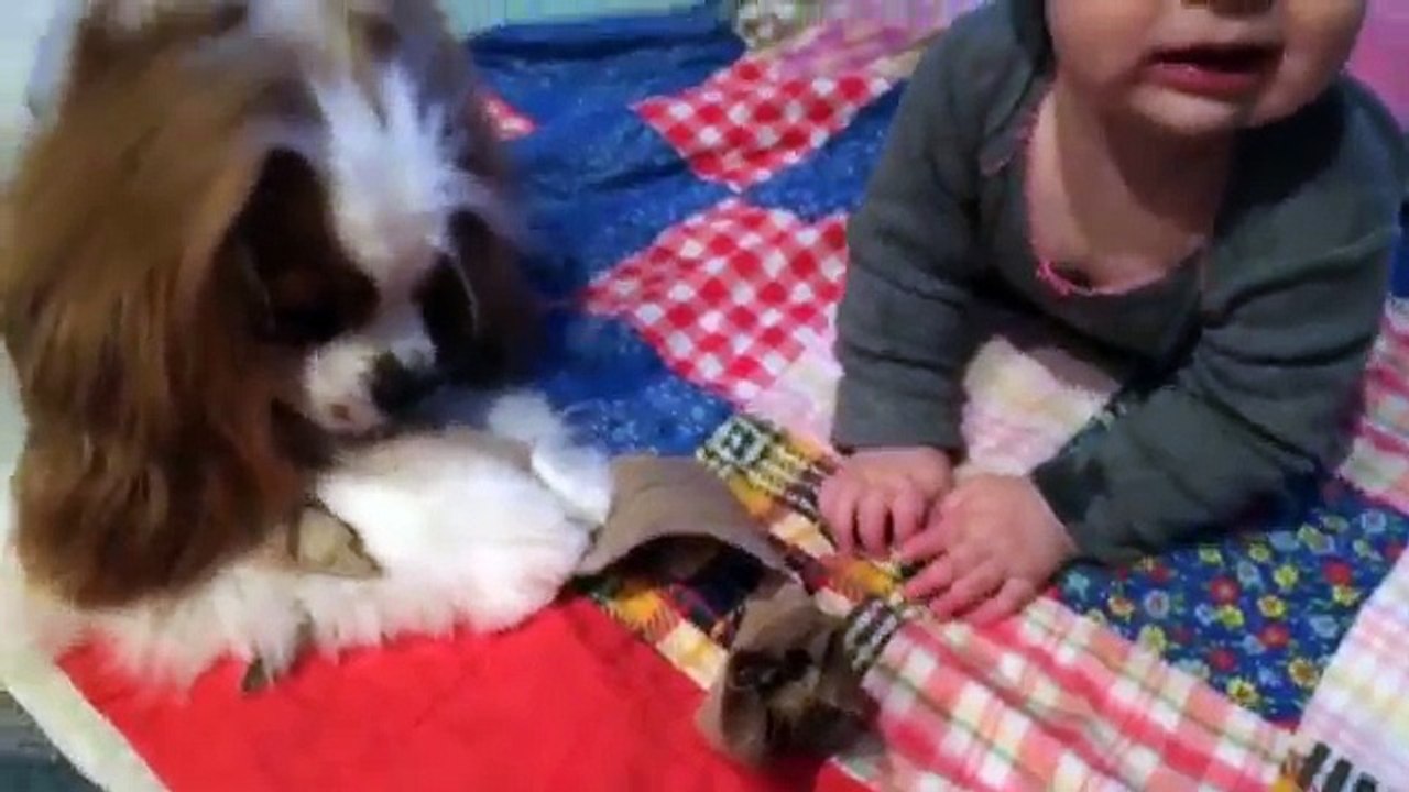 The Cute and Funny Animals -  Try not to aww..!  | Funny Pet Videos
