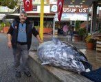 Aydınlı Balıkçı, 320 Kiloluk Orkinosu Sergileyince Dükkanı Dolup Taştı