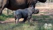 Les premiers pas de ce bébé Rhinocéros est tellement mignon !!