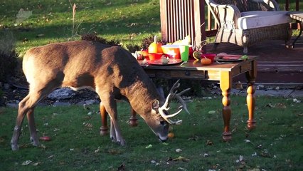 Ce renne se fait son Thanksgiving avec les restes d'un dîner dans un jardin !