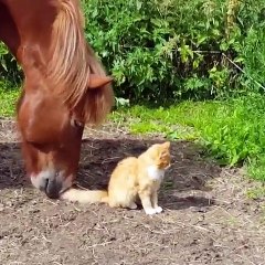Ce cheval renifle avec insistance le derrière de ce chat !