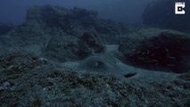 Super-sized sting ray! Diver captures shocking footage of massive monster stingray the size of a shark on the ocean bed that looks like an alien