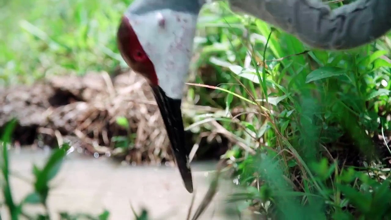 Endangered Mississippi Sandhill Cranes Released into Refuge by Audubon Nature Institute