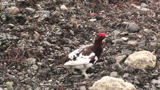 Willow Ptarmigans...