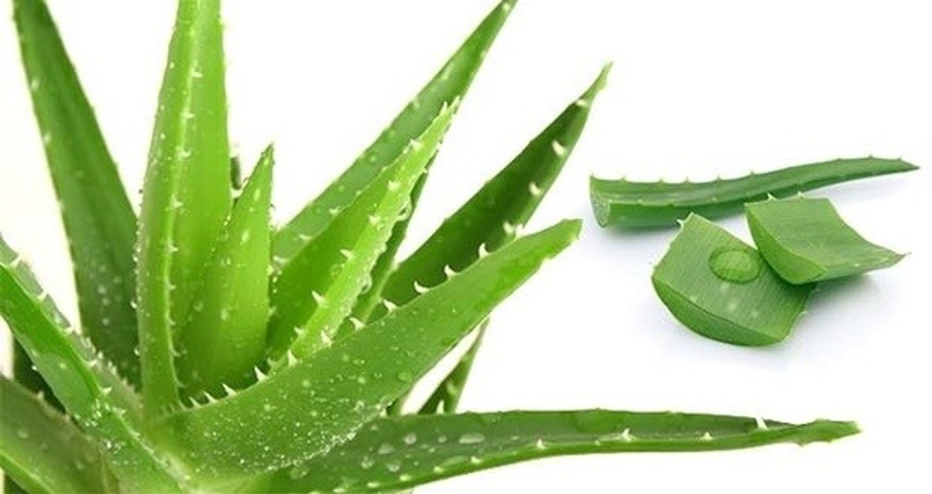 How to make Aloe vera gel in 5 minutes - for skin & hair - starnaturlbeauties