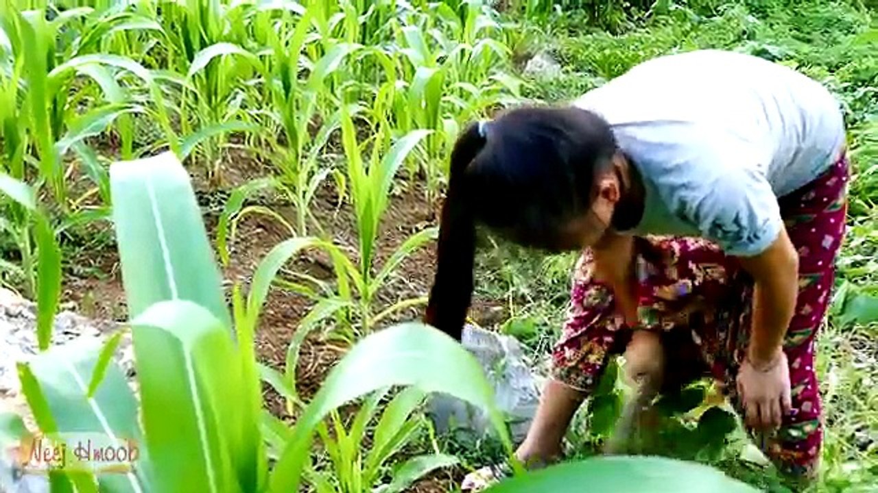 Saib hluas nkauj ntais Pob kws