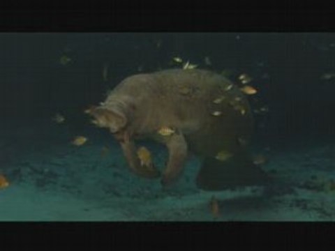 DOLPHINS AND WHALES 3D - IMAX - Narrated by Daryl Hannah