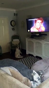 Ce chien est le plus grand fan de George Michael et danse comme un fou