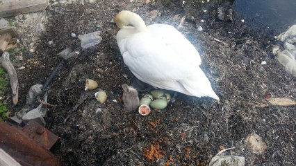 Swan chicks hatching