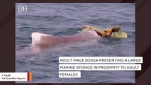 For First Time, Male Dolphins Are Observed Giving Gifts To Potential Mates