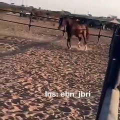 حصان شاف صاحبه بعد اسبوعين