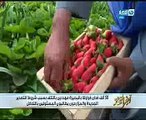 مستشار وزير الزراعة: الباب مازال مفتوحا أمام أصحاب المزارع لتصدير محاصيلهم